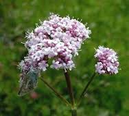 سنبل الطیب - علف گربه